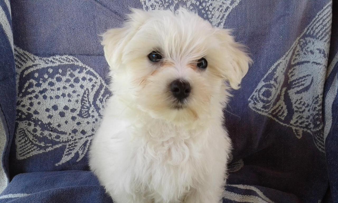 Milu'